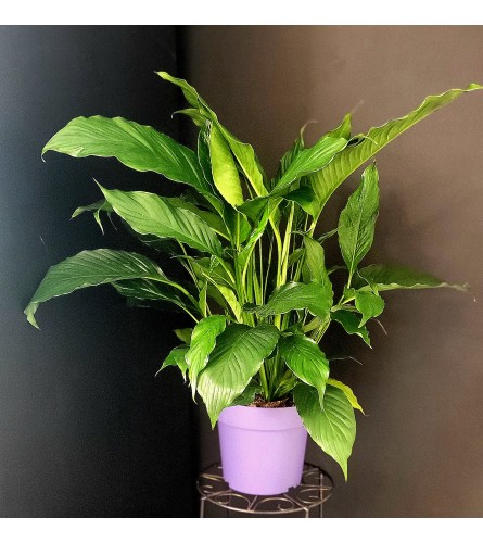 Peace Lily 8"