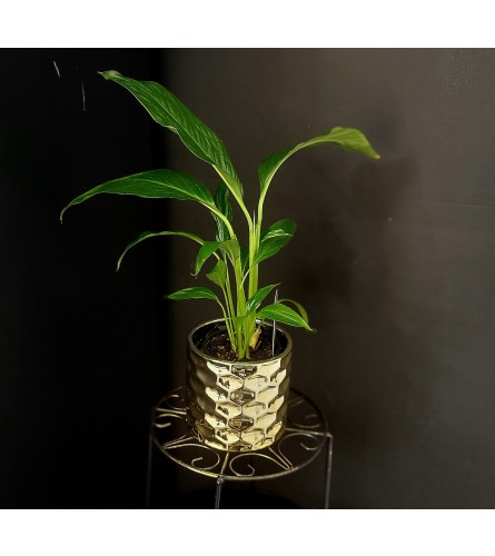Peace Lily 4"