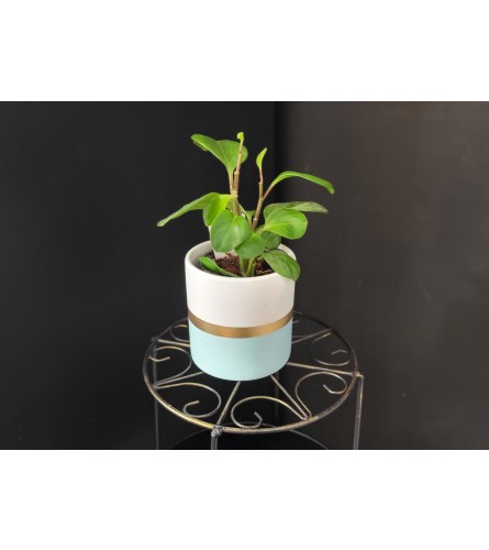 Peperomia Plant