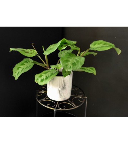 Prayer Plant 4"