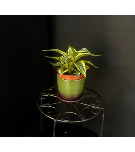 Sanseveria Plant 4"