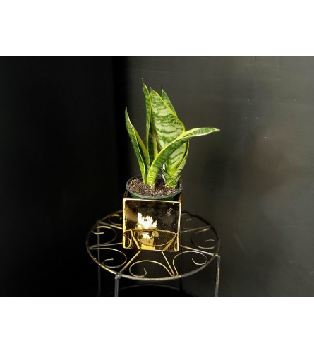 Snake Plant 4"