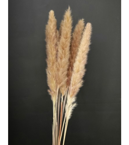 Dried Pampas Stems - Per Stem