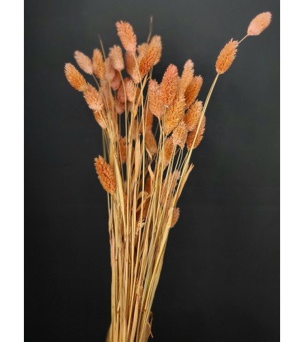 Pink Phalaris Stems - per stem
