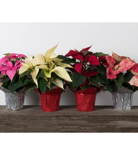 Poinsettia 4"