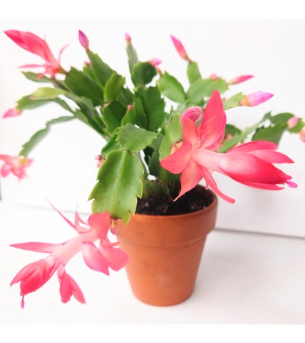 Mini Christmas Cactus