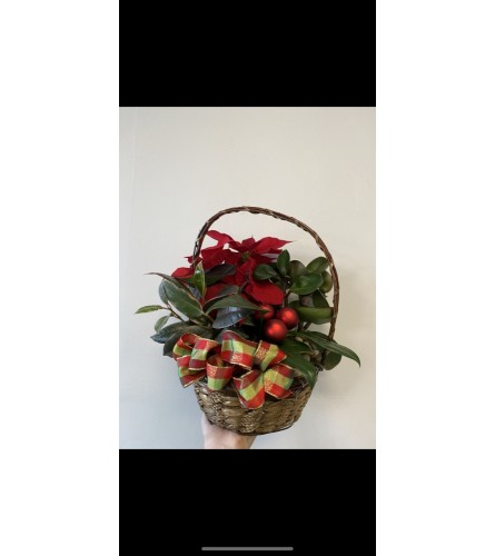 Happy Holidays dish garden - Deluxe. An arrangement by Osborne Florist.