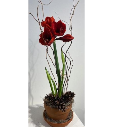 Amaryllis blooming beauties.