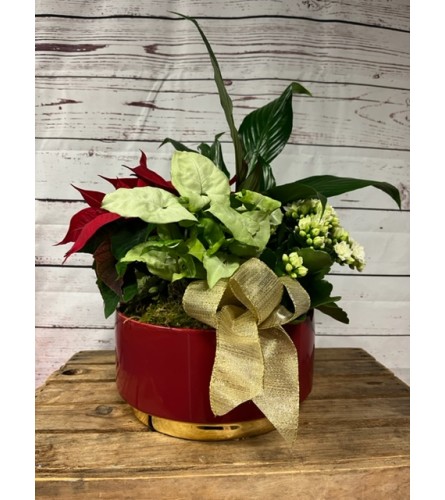 9 Red Ceramic Christmas planter. An arrangement by The Flower Shop in the Village.