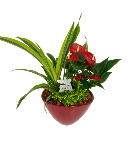 Tropical Christmas Anthuriums