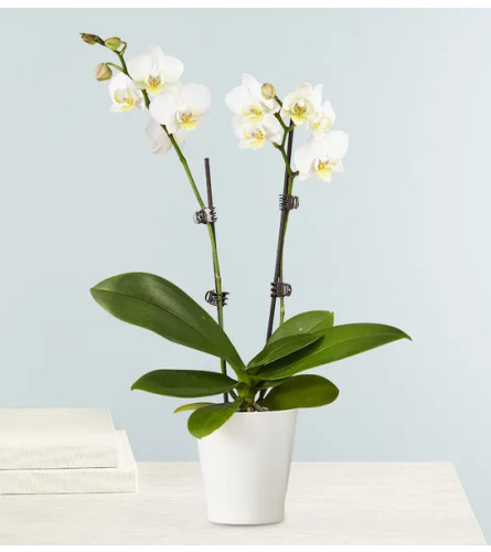 The Double White Orchid Plant