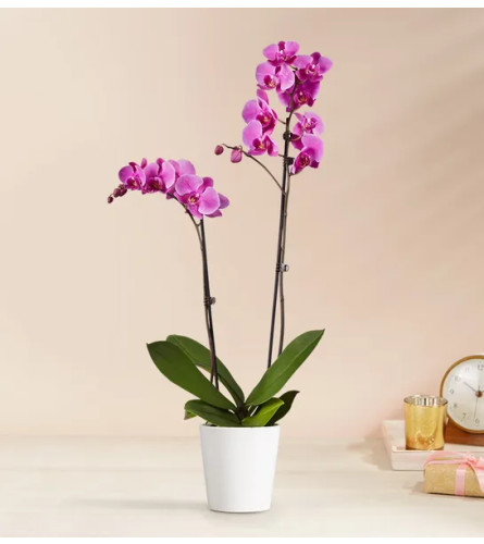 Double Purple Orchid Plant