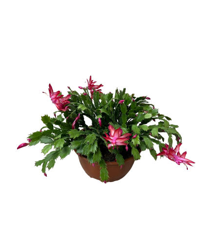 Christmas Cactus Hanging Basket - Magenta