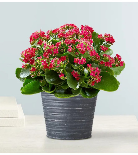 Kalanchoe Plant 6"