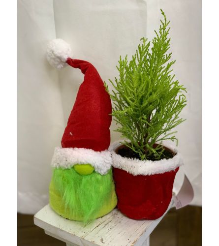 Bah Humbug Gnome Plant. An arrangement by Roma James Gifts.