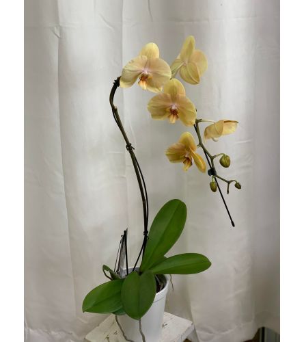 Swan Orchid Planter - Yellow. An arrangement by Anderson Flowers.