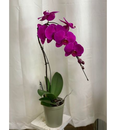 Swan Orchid Planter - Purple 5"