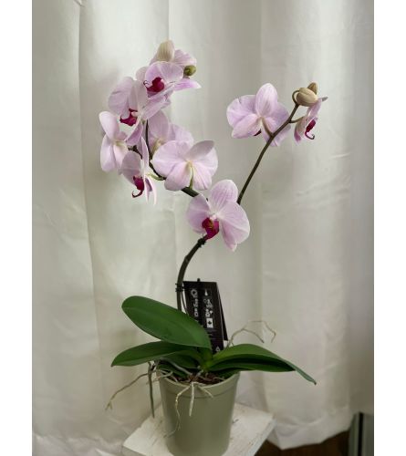 Hurricane Orchid planter - Lavender. An arrangement by Anderson Flowers.