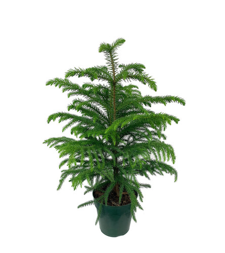 Norfolk Pine In a Basket