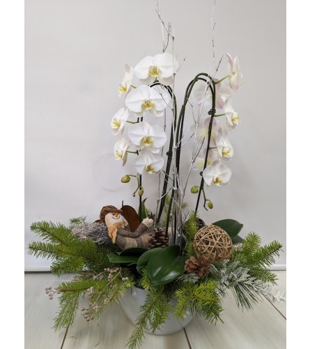 Double orchids Plants with Christmas Green