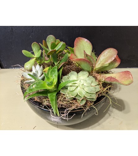 Succulent Ceramic Bowl