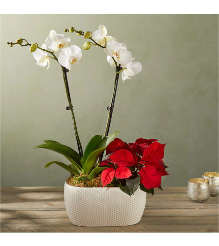 White Orchid & Red Poinsettia Garden