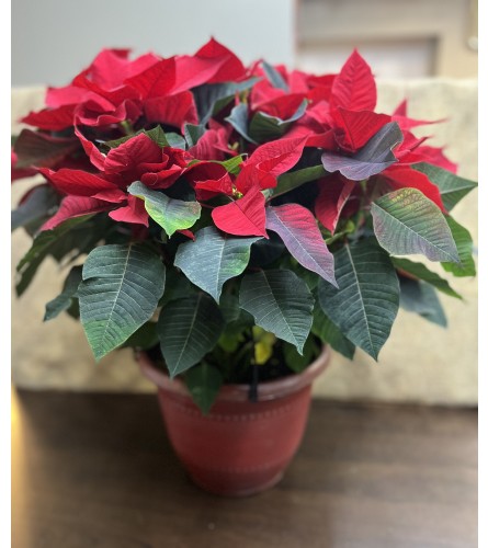 12 Red Potted Poinsettia. An arrangement by Holden's Florists.