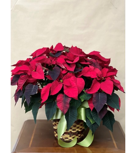 Beautiful Poinsettia (see sizes in description) - Deluxe. An arrangement by Blooming Boutique Florist.