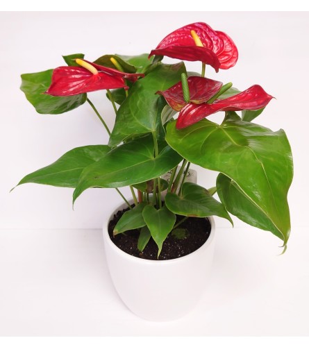 Anthurium Beauty