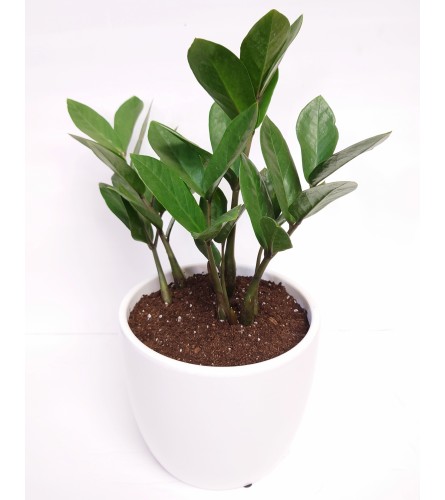 Trendy Zamioculcas