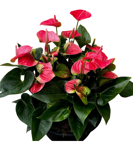 Anthurium Queen