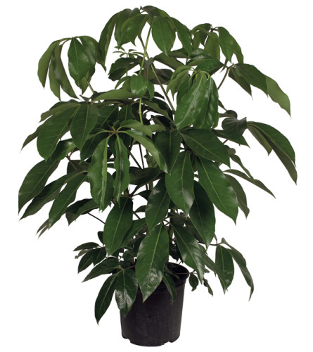 Schefflera - Umbrella Tree