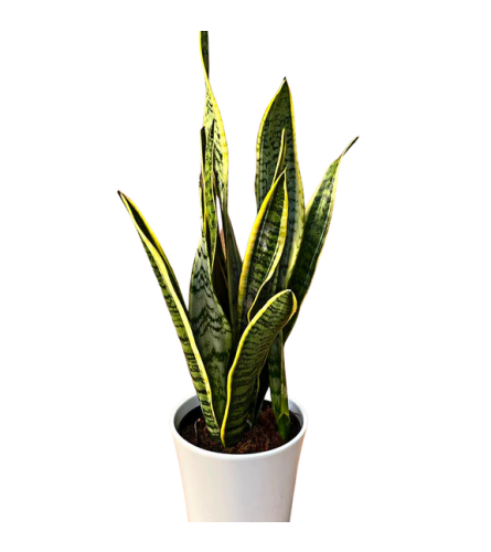 Sanseveria "Snake Plant" in Ceramic Pot