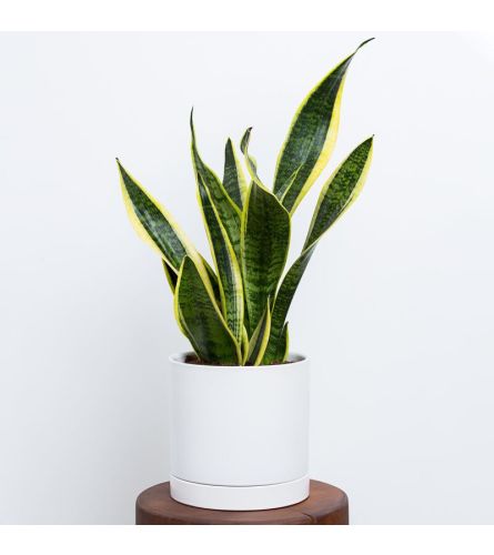 Sansevieria Potted Plant