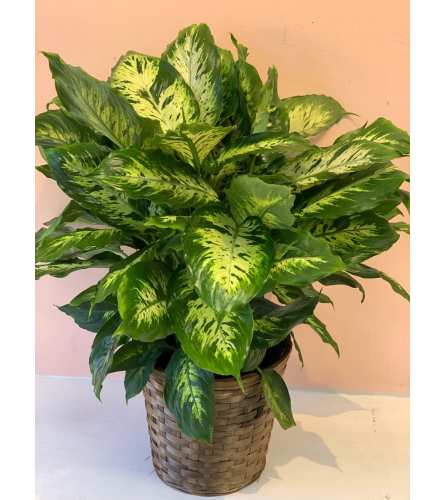 Dieffenbachia Camille