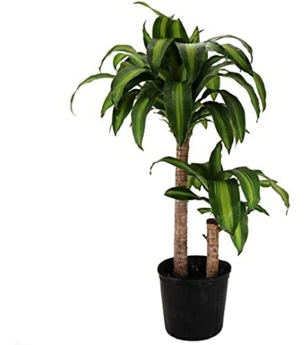 Dracaena 1-2 Plant