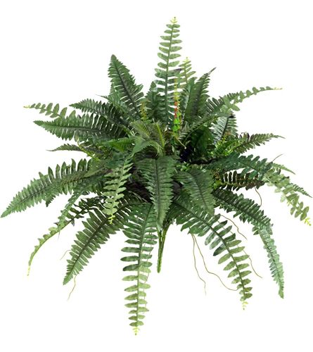 Boston Fern Green House Plant