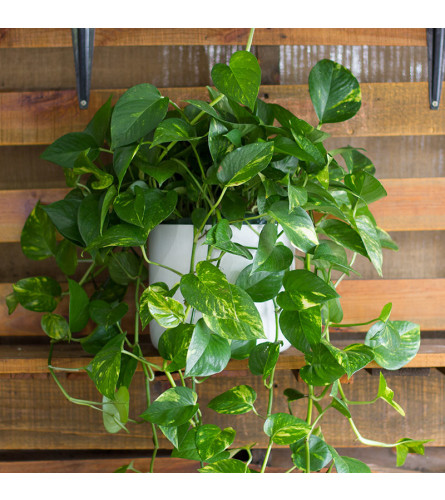 Pothos Green House Plant