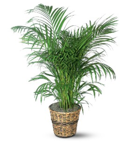 Areca Palm Plant