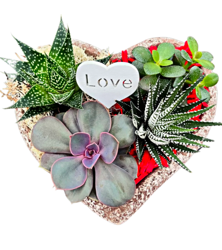 Valentines Heart Succulent