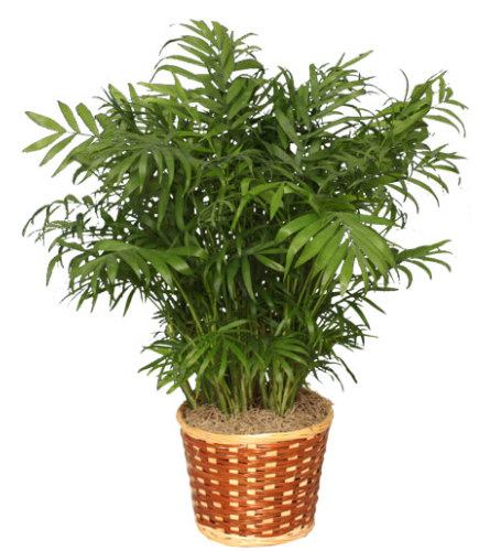 Parlor Palm In a Basket