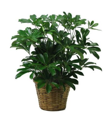 Arboricola Plant In a Basket