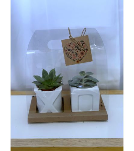 XOXO Succulent Plant Set