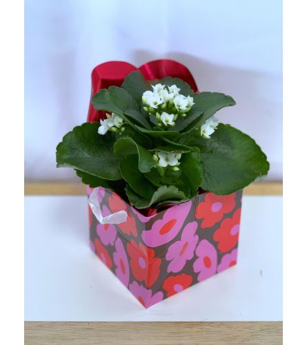 Star Crossed Kalanchoe Planter. An arrangement by Lori's Hearts and Flowers.
