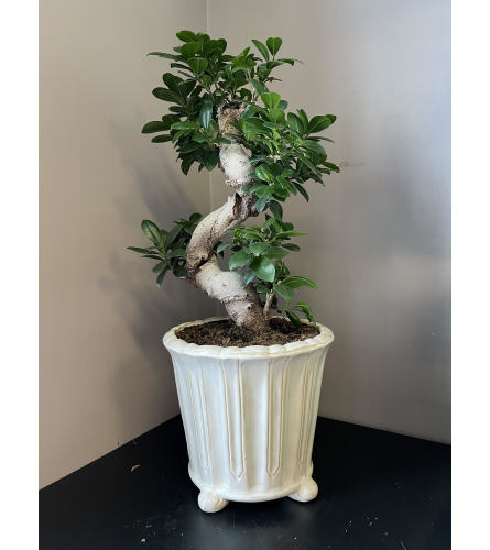 Chinese Banyon Bonsai. An arrangement by Blossoms On The Trail.