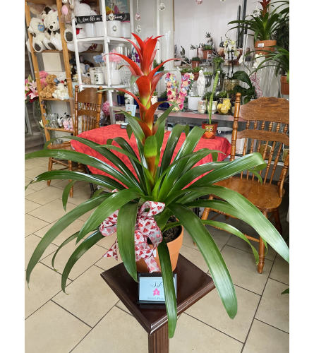 Sonia's Bromelia