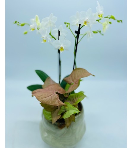 Melting Pot Mini Orchid Planter