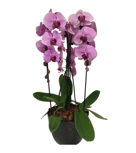 Triple Cascading Orchid Planter