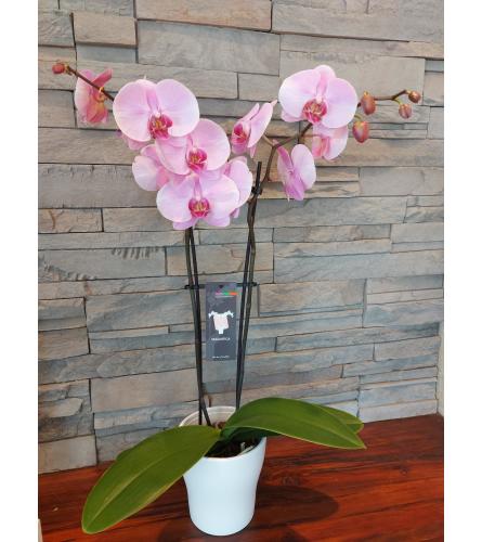 Majestic Phalaenopsis Orchid