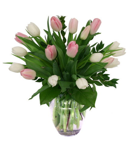 (pink and white) 20 Tulips in a Vase